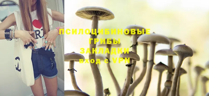 Галлюциногенные грибы Psilocybe  Аткарск 