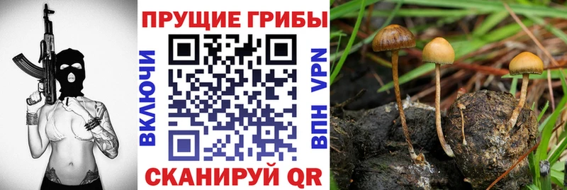 Псилоцибиновые грибы прущие грибы  как найти закладки  Аткарск 